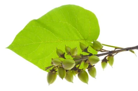 Chinese princess tree Stock Photos