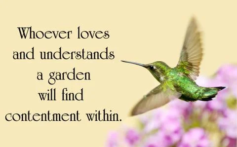 Chinese proverb. Stock Photos