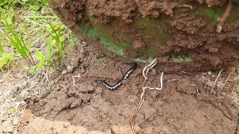 Chinese red-headed centipede. Stock Footage 308816239