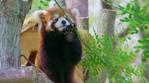 A Chinese red panda holds onto a tree branch and interacts with nature. Stock Footage 332629243