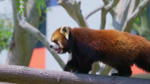 A Chinese red panda walks on a tree trunk. Stock Footage 332629000