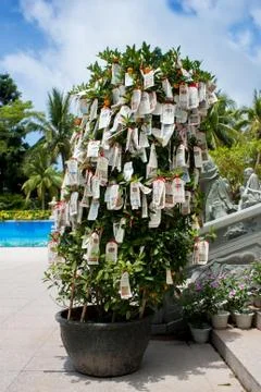 Chinese ritual tree Stock Photos
