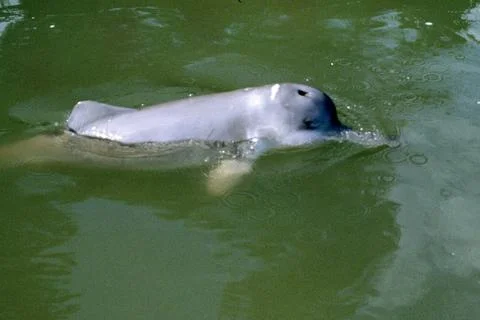 Chinese river dolphin Stock Photos