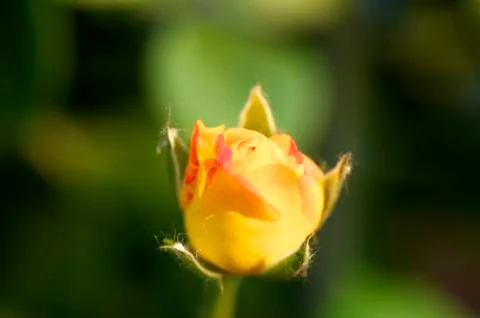 Chinese rose flower Stock Photos