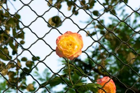 Chinese rose flower Stock Photos