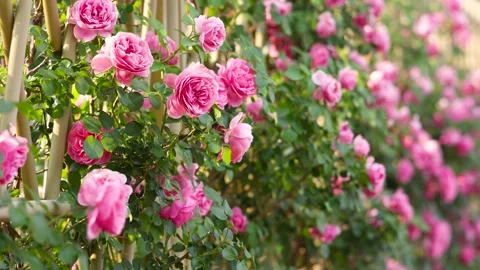 Chinese Rose Stock-Footage 344626754
