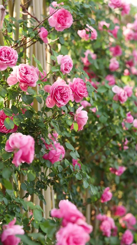 Chinese Rose Vídeo Stock 344626852