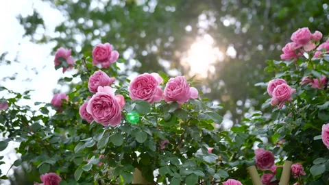 Chinese Rose Video stock 344626886
