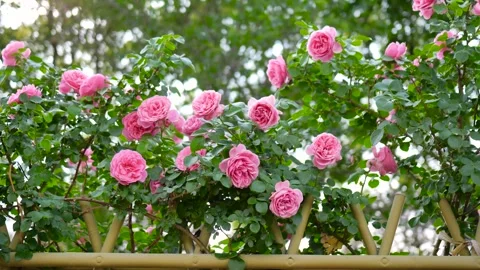 Chinese Rose 库存影片 344627030