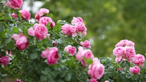 Chinese Rose Vídeo Stock 344627036