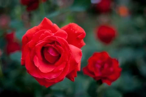 Chinese Rose Stock Photos