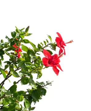 The Chinese rose Stock Photos