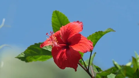 Chinese rose shaking with wind Stock Footage 79504499