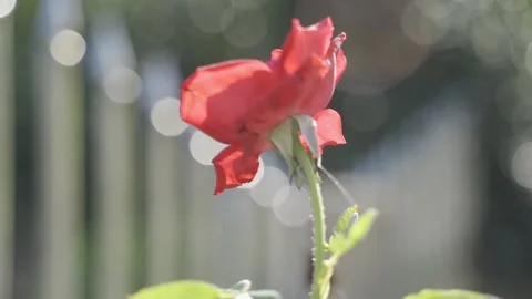 Chinese rose in the sunshine Stock Footage 172092166