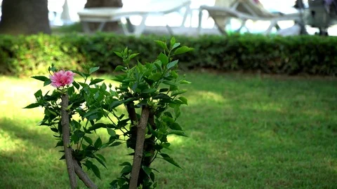 Chinese rose in the wind Stock Footage 77539884