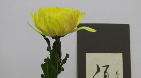 Chinese Scripting, Writing with Flower Stock Footage 36884958