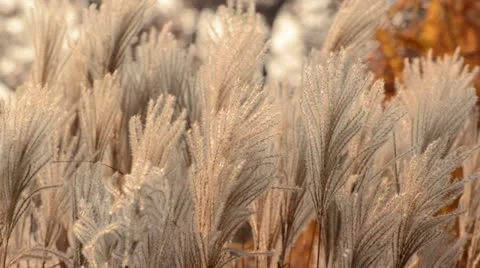 Chinese silver grass (Miscanthus sinensis 'Silberfeder') Stock Footage 12766874