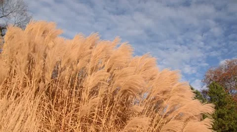 Chinese silver grass (Miscanthus sinensis 'Silberfeder') Stock Footage 12767138