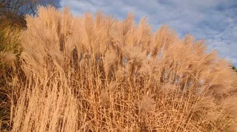 Chinese silver grass (Miscanthus sinensis 'Silberfeder') Stock Footage 12767197