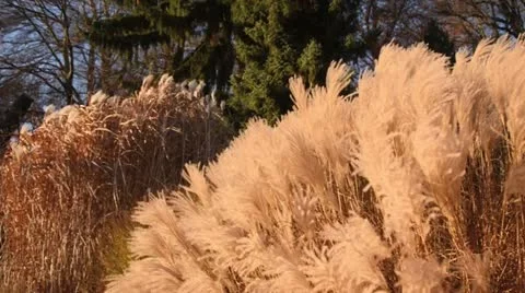 Chinese silver grass (Miscanthus sinensis 'Silberfeder') Stock Footage 12767669