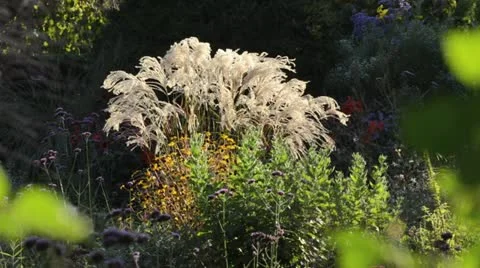 Chinese silver grass (Miscanthus sinensis 'Flamingo') Stock Footage 12871547
