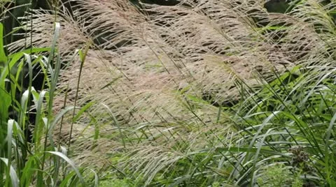 Chinese silver grass (Miscanthus sinensis 'Silberfeder') Stock Footage 13372724