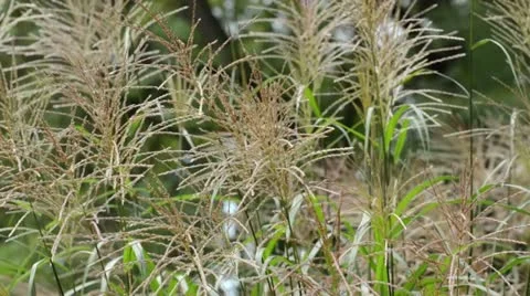 Chinese silver grass (Miscanthus sinensis 'Silberfeder') Stock Footage 13379557