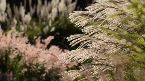 Chinese silver grass (Miscanthus sinensis 'Silberfeder') Stock Footage 13437459
