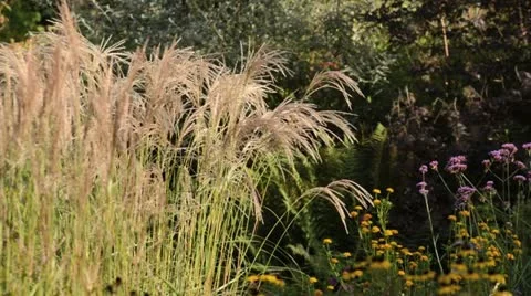 Chinese silver grass (Miscanthus sinensis 'Flamingo') Stock Footage 13497234