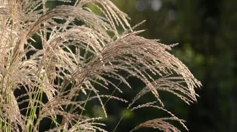 Chinese silver grass (Miscanthus sinensis 'Flamingo') Stock Footage 13501108