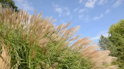 Chinese silver grass (Miscanthus sinensis 'Flamingo') Stock Footage 13593280