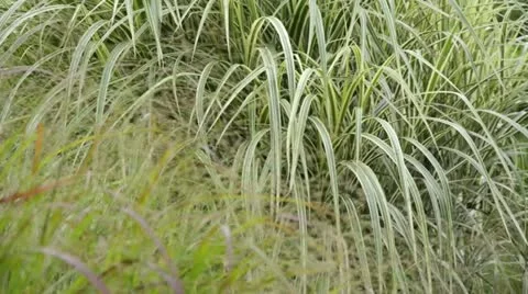 Chinese silver grass (Miscanthus sinensis 'Variegata' syn. Miscanthus sinensis Stock Footage 15202035