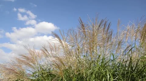 Chinese silver grass (Miscanthus sinensis 'Silberfeder') Stock Footage 15216429