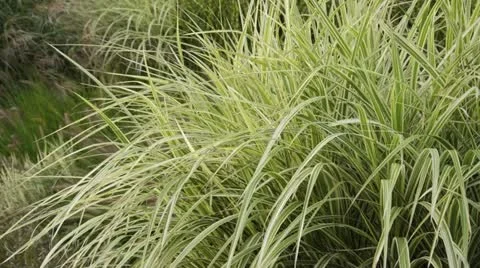 Chinese silver grass (Miscanthus sinensis 'Variegata' syn. Miscanthus sinensis Stock Footage 17755832