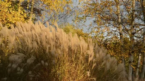 Chinese silver grass (Miscanthus sinensis) and birches (Betula) Stock Footage 18008534