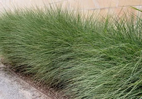 Chinese silver grass or miscanthus sinensis Stock Photos