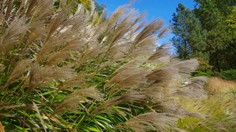 Chinese silver grass in wind Stock Footage 58493047