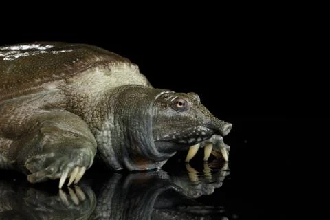 Chinese Soft Shell Turtle isolated on Black background Stock Photos