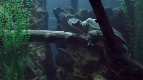 Chinese softshell turtle 스톡 동영상 54487926