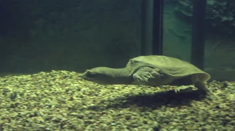 Chinese softshell turtle Stock Footage 55082868