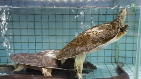 Chinese softshell turtle (Pelodiscus sinensis) in a Chinese seafood restauran Stock Footage 136514183
