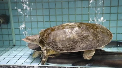 Chinese softshell turtle (Pelodiscus sinensis) in a Chinese seafood restauran Stock Footage 136514194