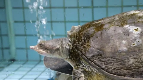 Chinese softshell turtle (Pelodiscus sinensis) in a Chinese seafood restauran Stock Footage 136514202