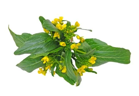 Chinese spinach flower Stock Photos