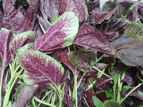 Chinese stem spinach amaranth vegetable raw food Stock Photos