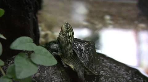Chinese stripe necked turtle Stock-Footage 51450931