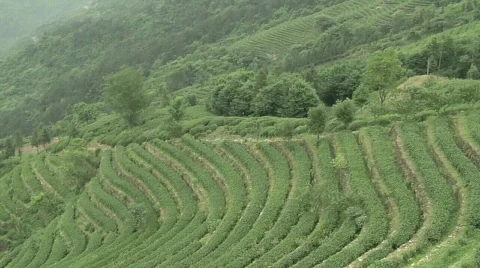 Chinese Tea Fields Video stock 693867
