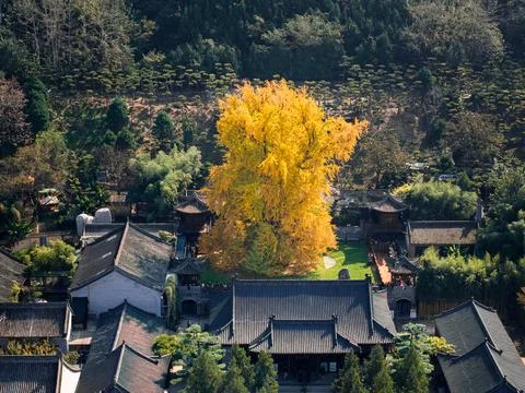 Chinese temple with trees Stock Photos
