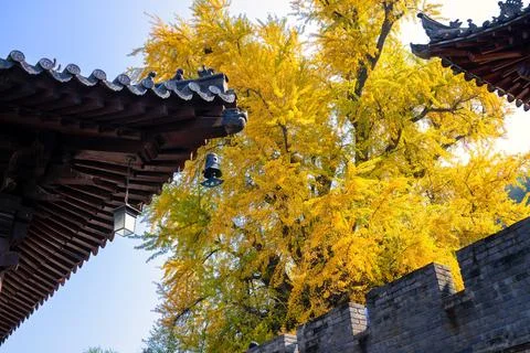 Chinese temple with trees Stock Photos