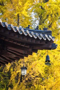 Chinese temple with trees Stock Photos